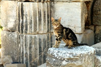 Portrait of cat sitting on rock at old ruins