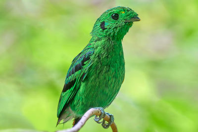 Close-up of parrot perching on branch