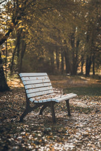 Empty bench in park during autumn