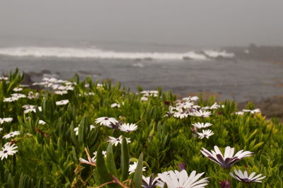 Close-up of flowers blooming at sea shore against sky