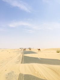 View of camels on sand dune