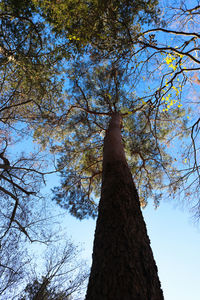 Low angle view of trees against clear blue sky