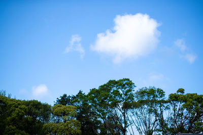 Low angle view of trees against blue sky