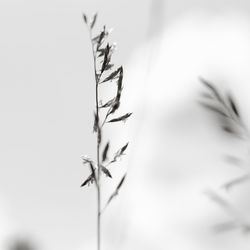 Close-up of plant against blurred background