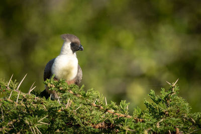 Close-up of bird perching on a plant