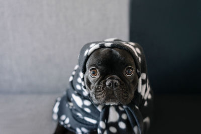 Close-up portrait of a dog