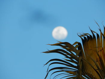 Low angle view of a plant against blue sky