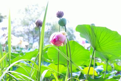 Low angle view of purple flowers blooming against sky