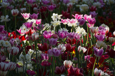 Close-up of pink flowers blooming outdoors
