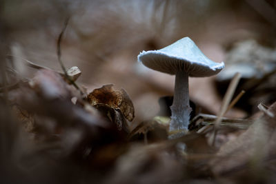 Close-up of mushroom growing on field