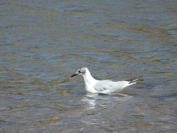 White duck swimming in lake