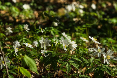 Close-up of plants