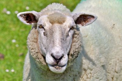 Sheep portrait