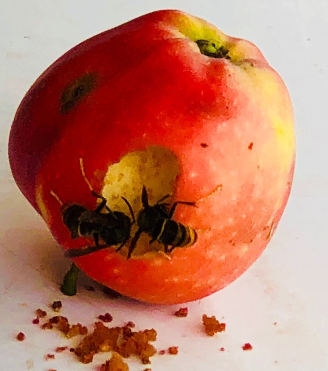 CLOSE-UP OF APPLE ON RED TABLE