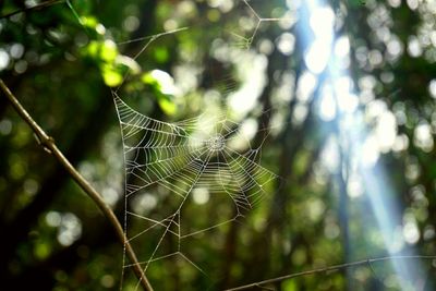 spider web