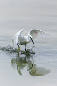 Bird flying over lake