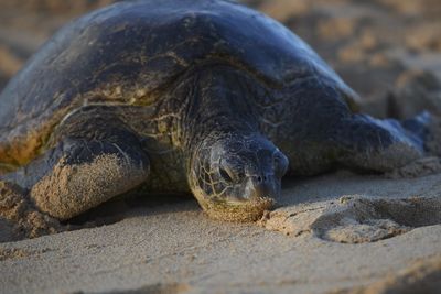 Close-up of turtle on beach