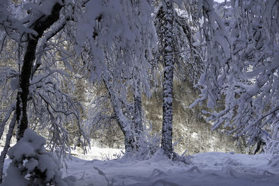 Close-up of tree against sky during winter