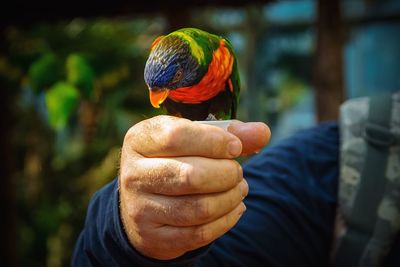 Midsection of man holding a bird