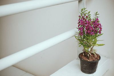 Close-up of potted plant on window sill