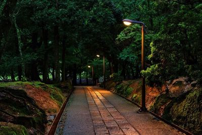 View of footpath along trees