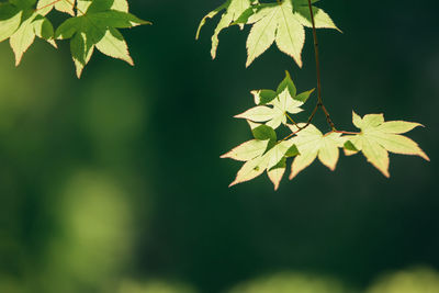 Low angle view of leaves on tree branches during sunny day