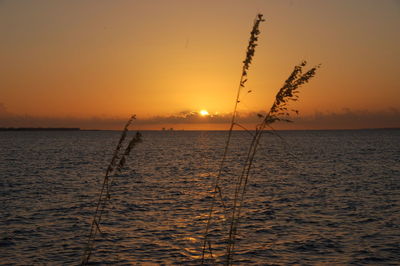 Plants by seascape against sky during sunset