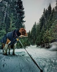 Beagle dog standing on snow covered footpath amidst trees during winter