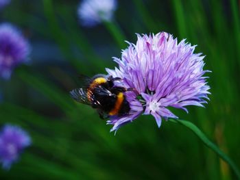 Close-up of bee pollinating on purple flower