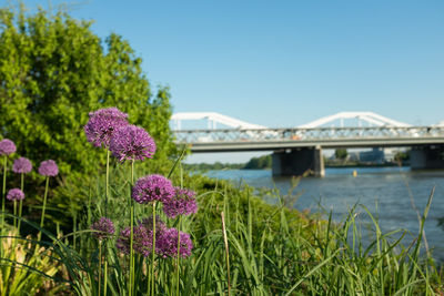 Scenic view of pink flowering plants against sky
