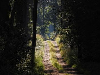 Trees growing in forest