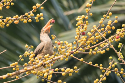 Close-up of bird perching on branch
