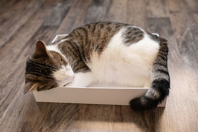 Cute young domestic bicolor tabby and white cat sleeping in the cardboard box on the floor. cats