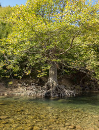 Scenic view of tree by landscape