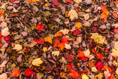 Full frame shot of field covered with autumn leaves