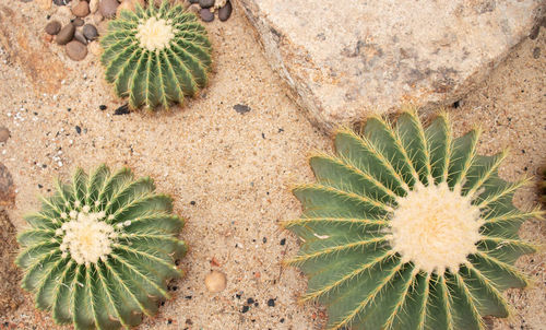 High angle view of succulent plant