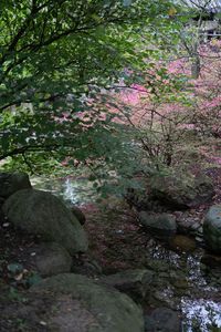 View of flowering plants in garden