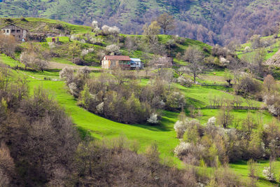 Scenic view of trees and plants on field