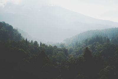 Scenic view of trees in forest against sky