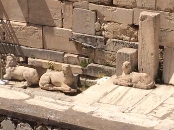 Cat looking at camera