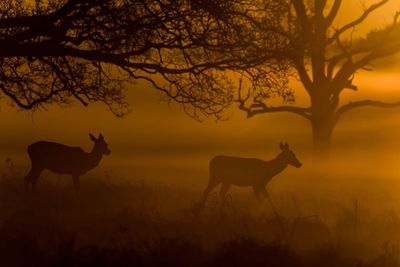 Silhouette deer on landscape against sky during sunset