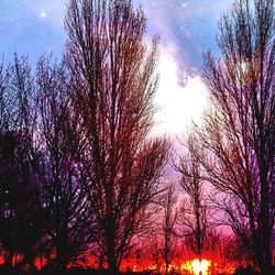 Low angle view of bare trees against sky