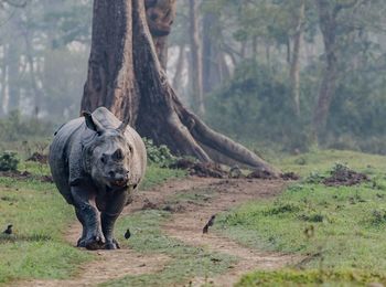 Asian rhino