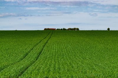 Scenic view of agricultural field against sky