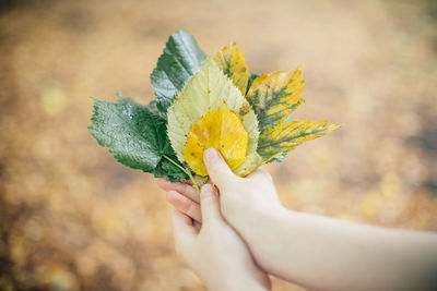 Close-up of hand holding yellow flower