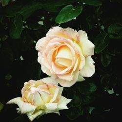 Close-up of white rose