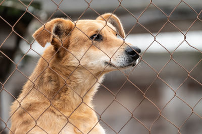 Dog looking through chainlink fence