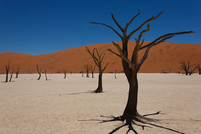 Bare trees at desert against clear blue sky