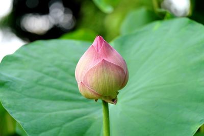 Close-up of pink flower blooming outdoors