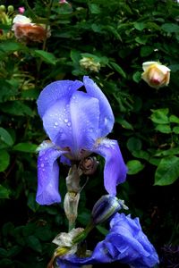 Close-up of purple iris flower